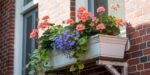 A white window box filled with vibrant pink geraniums and delicate purple flowers, mounted on a brick wall and supported by a rustic wooden frame, showcasing a charming example of Window box flowers.
