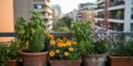 A vibrant balcony display with potted basil, marigolds, herbs, and flowering plants arranged on a railing, showcasing a colorful example of Balcony & Terrace Gardening in an urban apartment setting.