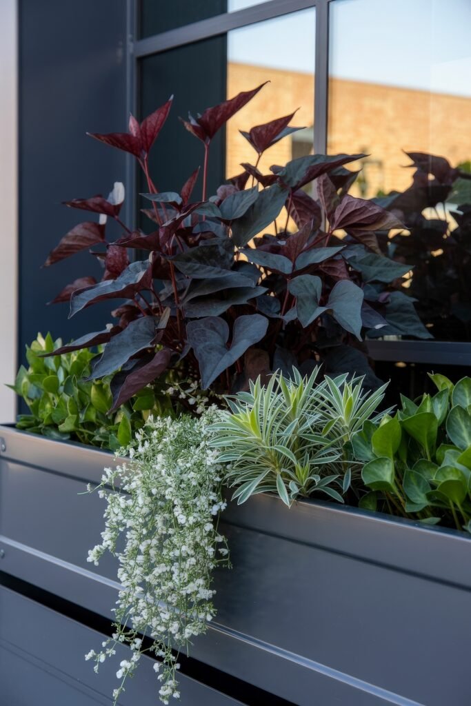 Window box flowers: Genius Ways to Wow Any Apartment 15 A steel window box with burgundy sweet potato vine, striped ornamental grass, and cascading baby's breath, combining bold and delicate textures for stylish Balcony & Terrace Gardening.