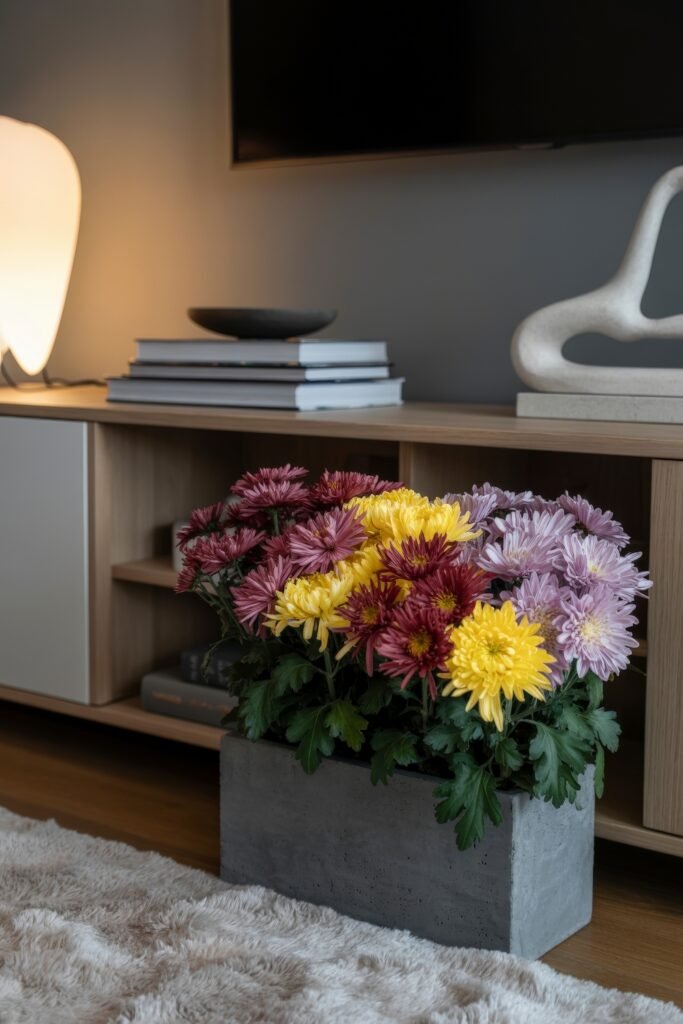 Green Guards: Chic Houseplants that Naturally Repel Insects 9 Mixed chrysanthemums in a concrete planter placed on a media console, adding beauty and household pest control benefits