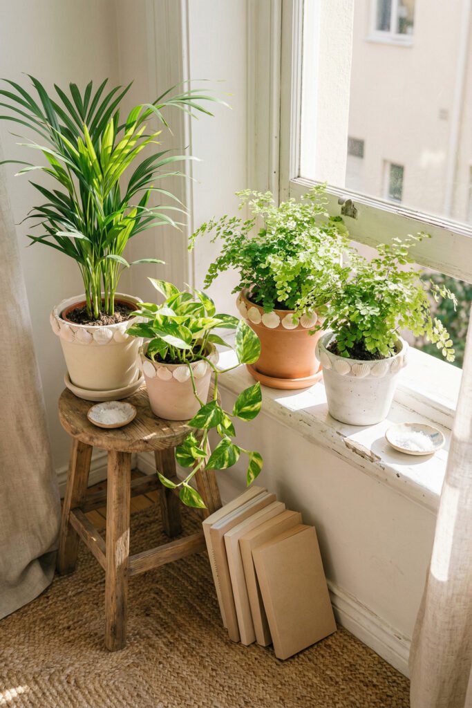 Diy Beach Decor That Feels Fresh for Summer 20 Three potted houseplants with shell-trimmed rims on a stool and sunny windowsill, a bright DIY beach decor idea for summer.